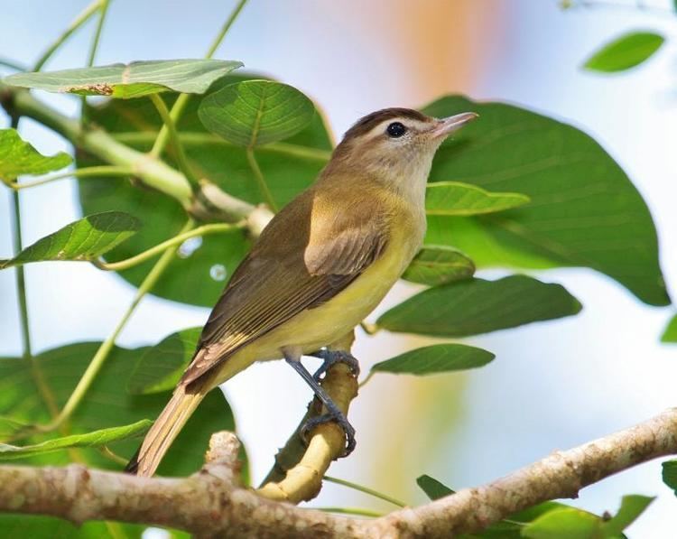 Brown-capped vireo Browncapped Vireo Vireo leucophrys videos photos and sound