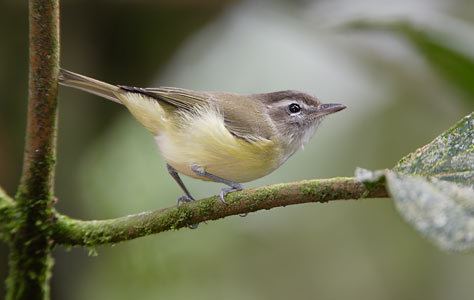 Brown-capped vireo wwwmachupicchu4youcomwpcontentuploads201607
