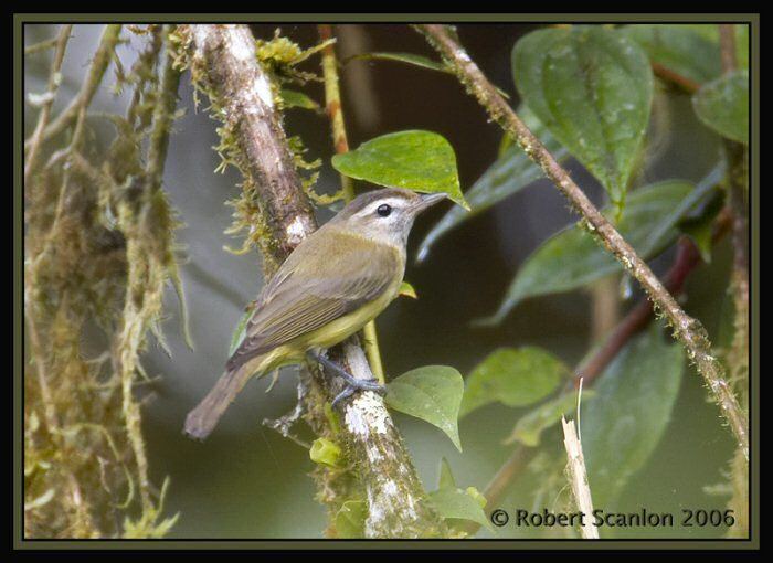 Brown-capped vireo Mangoverde World Bird Guide Photo Page Browncapped Vireo Vireo