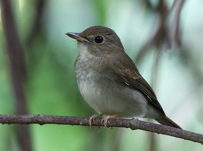 Brown-chested jungle flycatcher Oriental Bird Club Image Database Brownchested Jungle Flycatcher