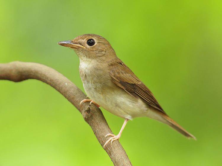 Brown-chested jungle flycatcher BrownChested JungleFlycatcher Bidadari Young bird and o Flickr