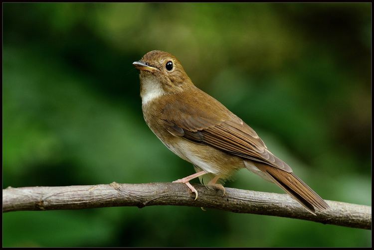 Brown-chested jungle flycatcher Brownchested Jungle Flycatcher Rhinomyias brunneatus Flickr