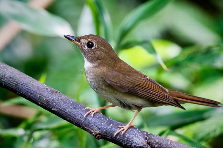 Brown-chested jungle flycatcher danielwee Photo Keywords brown chested jungle flycatcher