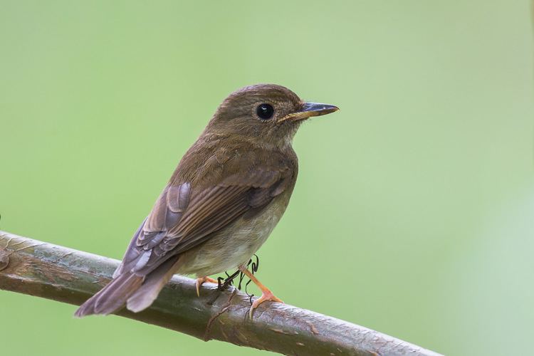 Brown-chested jungle flycatcher Brownchested Jungle Flycatcher Singapore Bird Group