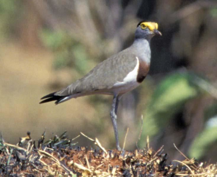 Brown-chested lapwing Photos of Brownchested Lapwing Vanellus superciliosus the
