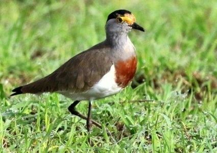 Brown-chested lapwing Brownchested Lapwing