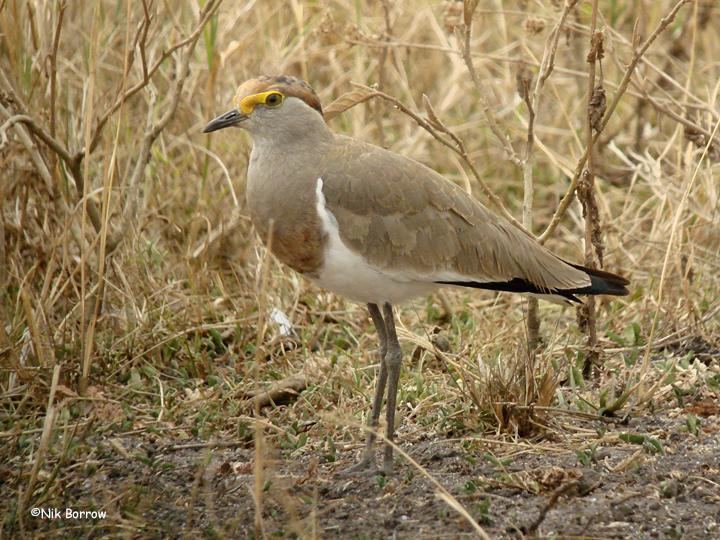 Brown-chested lapwing Brownchested Lapwing Vanellus superciliosus videos photos and