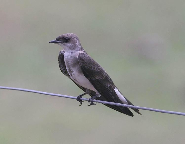 Brown chested martin - Alchetron, The Free Social Encyclopedia