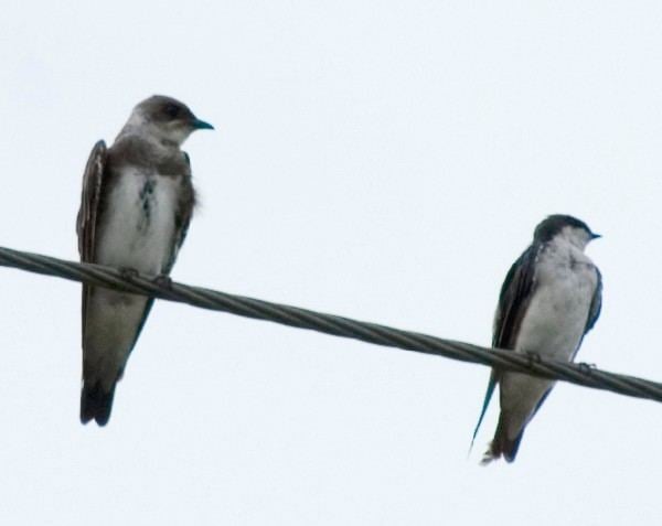 Brown chested martin - Alchetron, The Free Social Encyclopedia