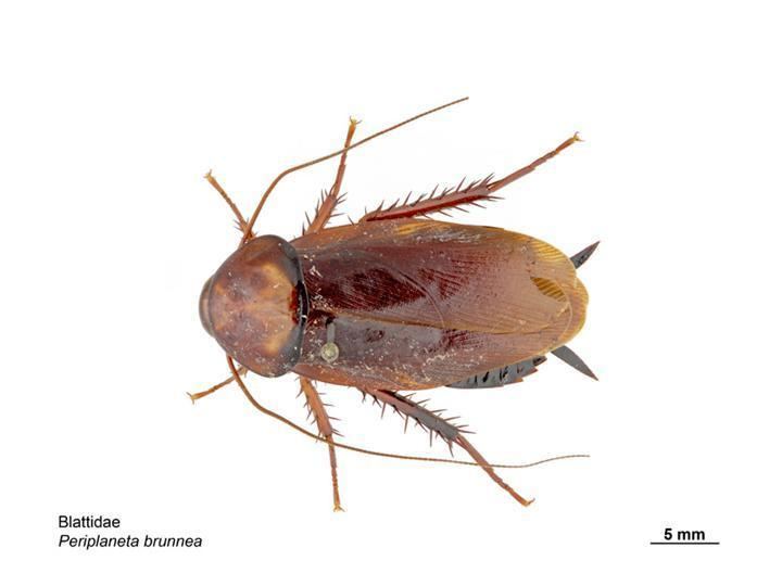 Brown cockroach httpsuploadwikimediaorgwikipediacommonscc