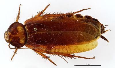Brown cockroach Specimen Periplaneta brunnea Burmeister 1838