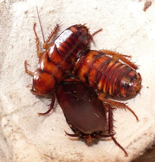 Brown cockroach Periplaneta brunnea BugGuideNet