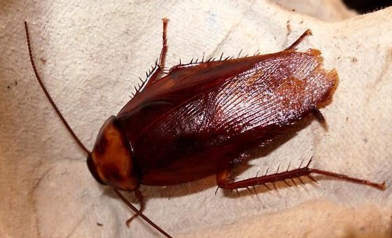 Brown cockroach Periplaneta brunnea Periplaneta brunnea BugGuideNet