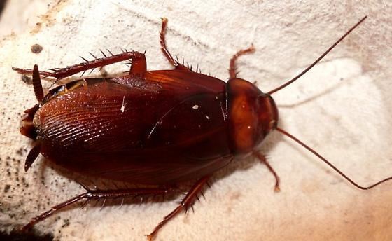 Brown cockroach Periplaneta brunnea BugGuideNet