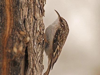 Brown creeper Brown Creeper Identification All About Birds Cornell Lab of