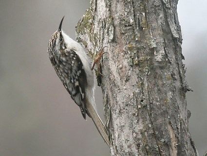 Brown creeper Brown Creeper Identification All About Birds Cornell Lab of