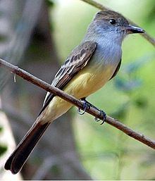 Brown-crested flycatcher Browncrested flycatcher Wikipedia