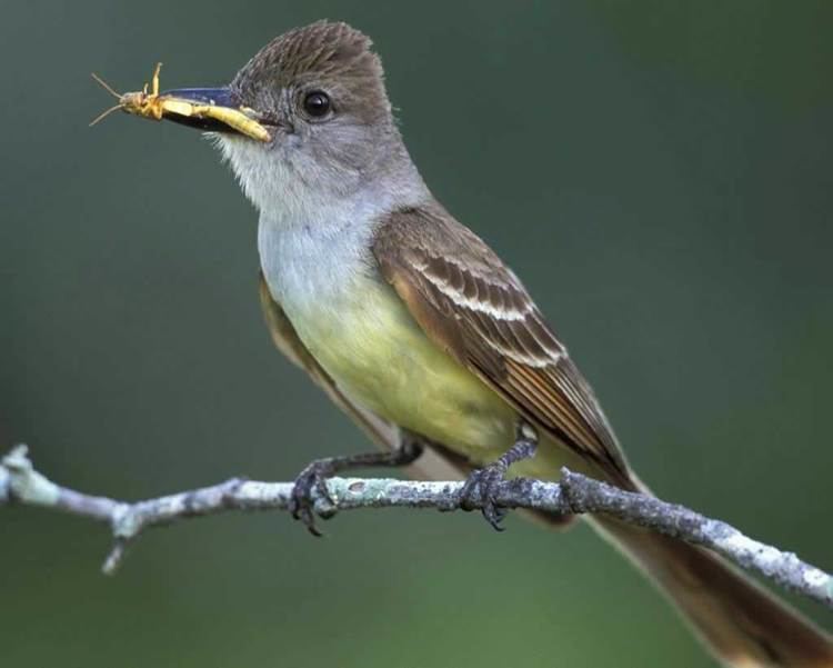 Brown-crested flycatcher Browncrested Flycatcher Audubon Field Guide