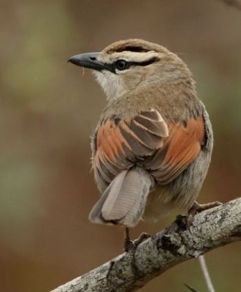 Brown-crowned tchagra Browncrowned Tchagra BirdForum Opus