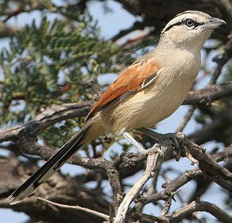 Brown-crowned tchagra Tchagra australis Browncrowned tchagra Threestreaked tchagra