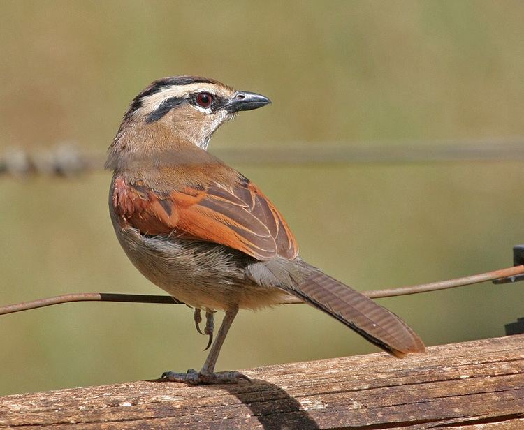 Brown-crowned tchagra Mangoverde World Bird Guide Photo Page Browncrowned Tchagra