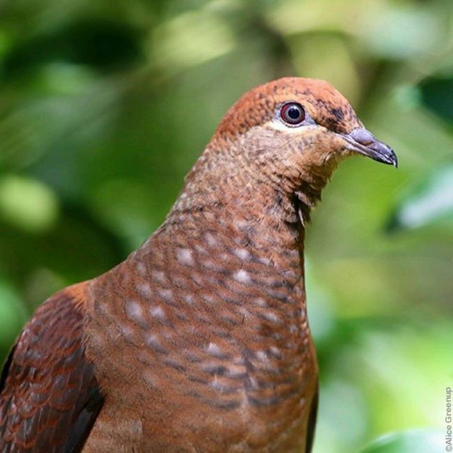 Brown cuckoo-dove Brown CuckooDove