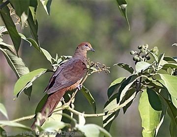 Brown cuckoo-dove Brown CuckooDove Australian Birds photographs by Graeme Chapman