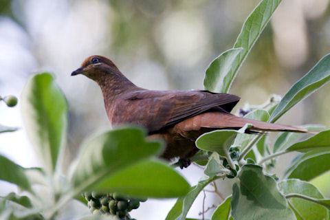 Brown cuckoo-dove Brown CuckooDove Bushpea 112