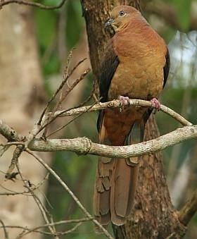 Brown cuckoo-dove Brown CuckooDove BirdLife Australia