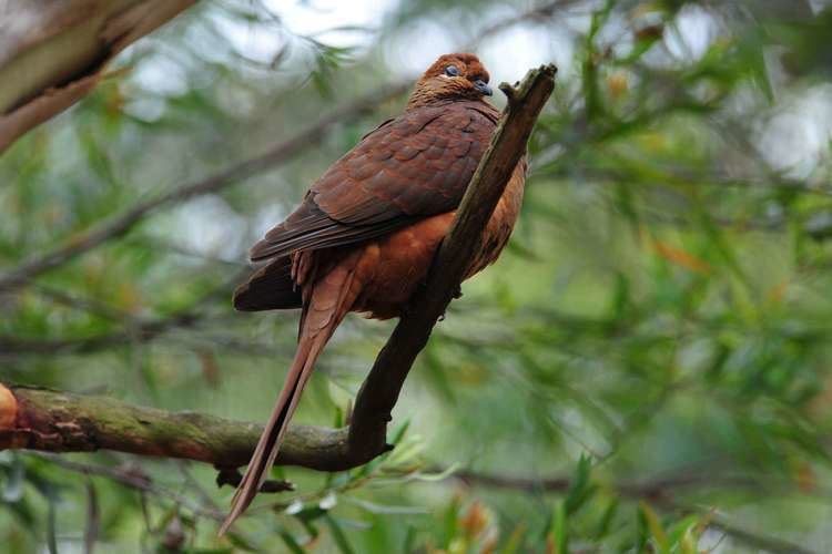 Brown cuckoo-dove Brown Cuckoo Dove Habitat Diet amp Reproduction NSW