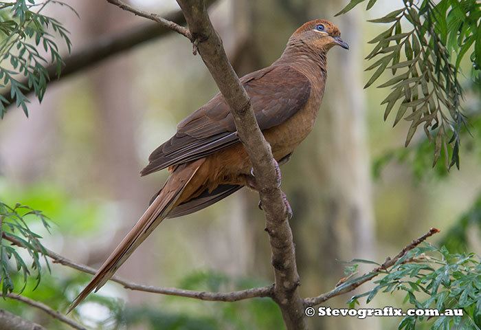 Brown cuckoo-dove wwwstevografixcomaubirdsimagesbrowncuckood
