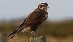 Brown falcon Brown Falcon BirdLife Australia