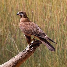 Brown falcon httpsuploadwikimediaorgwikipediacommonsthu