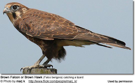 Brown falcon Brown Falcons or Brown Hawks Falco berigora
