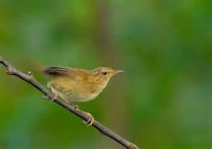Brown-flanked bush warbler More on Cettia fortipes Brownflanked Bush Warbler
