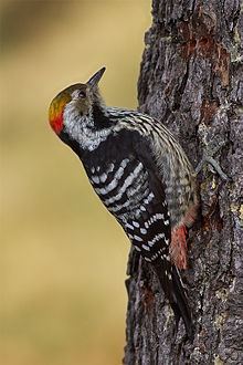 Brown-fronted woodpecker httpsuploadwikimediaorgwikipediacommonsthu