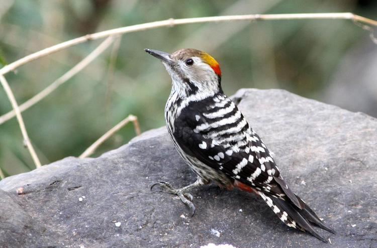 Brown-fronted woodpecker Brownfronted Woodpecker Leiopicus auriceps videos photos and