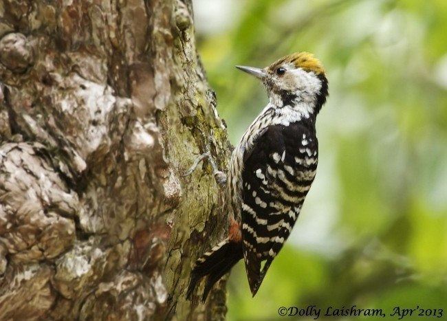 Brown-fronted woodpecker Oriental Bird Club Image Database Brownfronted Woodpecker