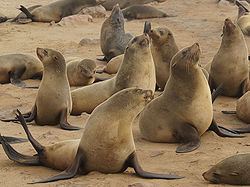 Brown fur seal Brown fur seal Wikipedia