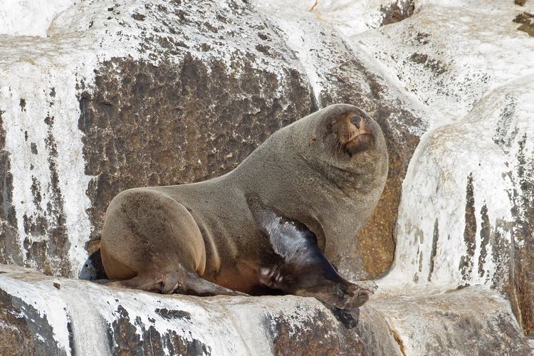 Brown fur seal Brown fur seal Wikipedia