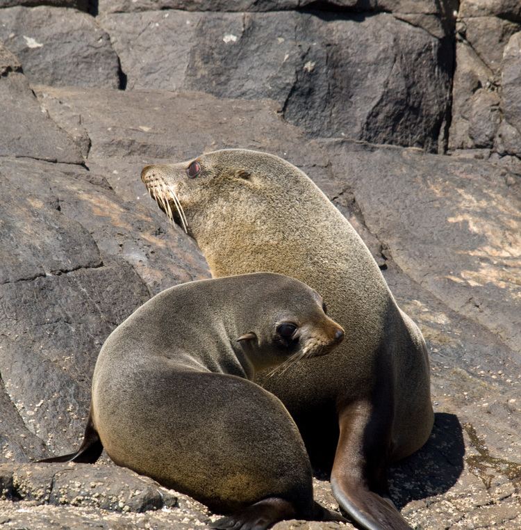 Brown fur seal httpsuploadwikimediaorgwikipediacommons44
