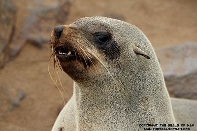 Brown fur seal Cape Fur Seal The Seals of Nam