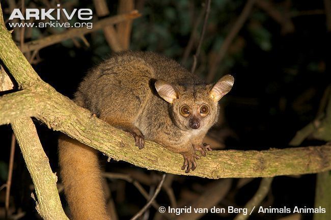 Brown greater galago Thicktailed greater galago videos photos and facts Otolemur