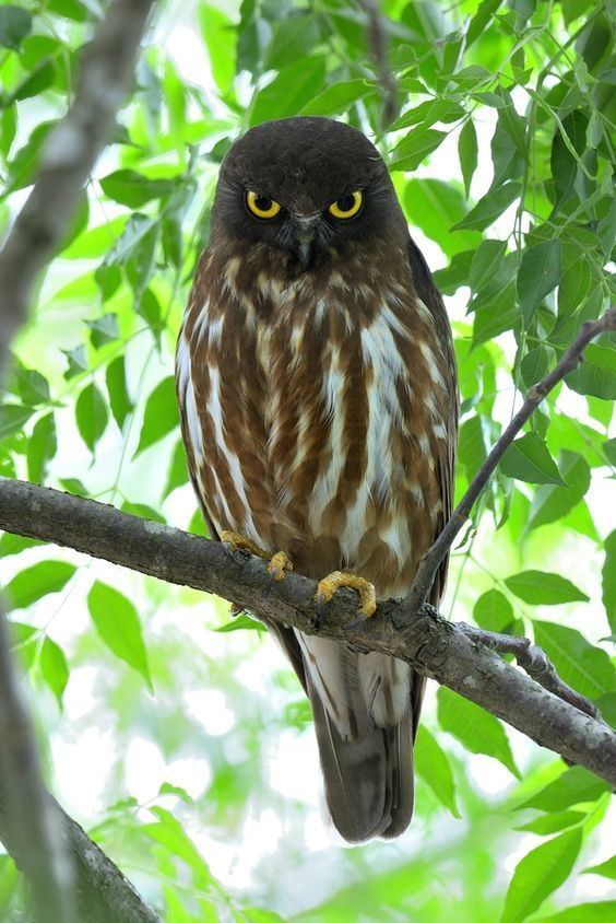 Brown hawk-owl Hawks Owl and Brown on Pinterest