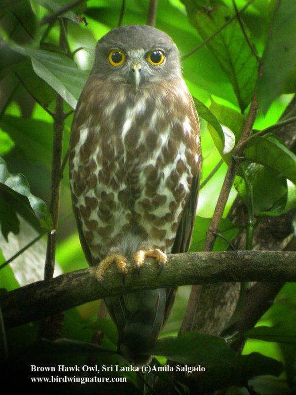 Brown hawk-owl Brown Hawk Owl Ninox scutulata Information Pictures Sounds