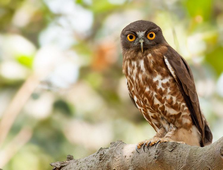 Brown hawk-owl Birds of Bangladesh View topic Brown HawkOwl