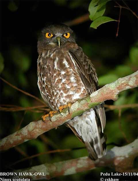 Brown hawk-owl Brown Boobook BirdForum Opus