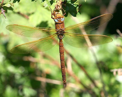 Brown hawker Insect Photo Gallery