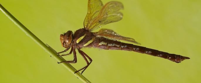Brown hawker The Wildlife Trusts