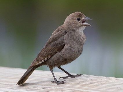 Brown-headed cowbird Brownheaded Cowbird Identification All About Birds Cornell Lab